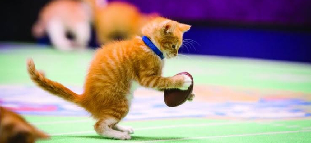 Kitten Bowl 2022 Cancelled